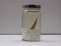 藏品(短鬚副緋鯉)的圖片